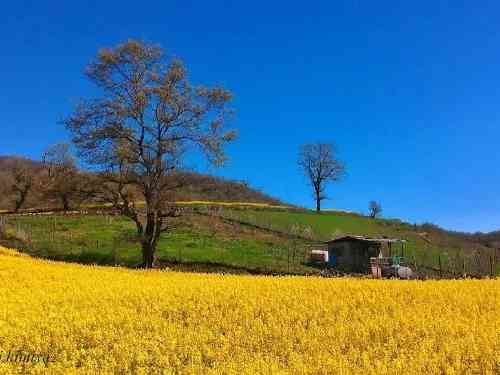  بدونِ هیج حرف اضافه ای حتی بدونِ مثال